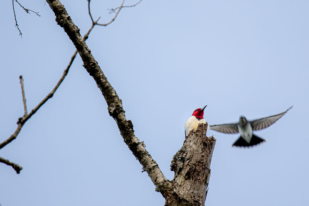 Backyard Birds NH-2171.jpg